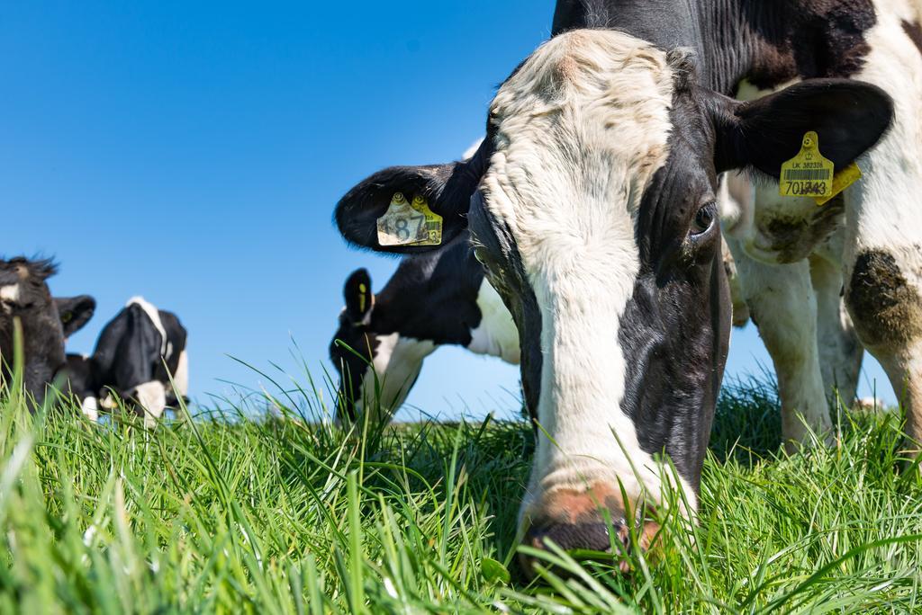 보스캐슬 Cargurra Farm 빌라 외부 사진